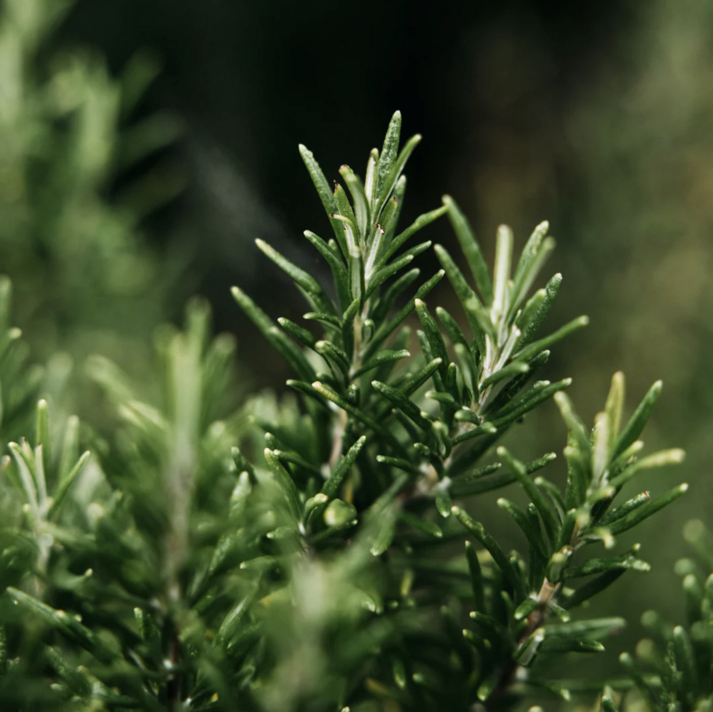St Eval Bay & Rosemary Hand Lotion