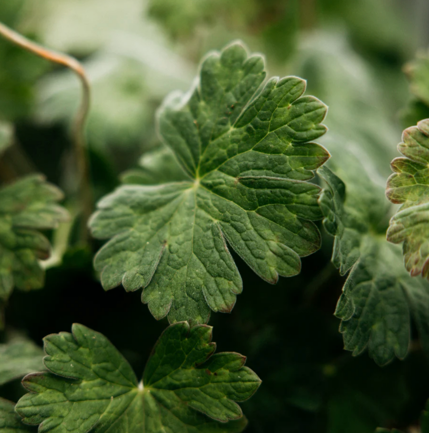 St Eval Geranium Leaf Scented Tin Candle