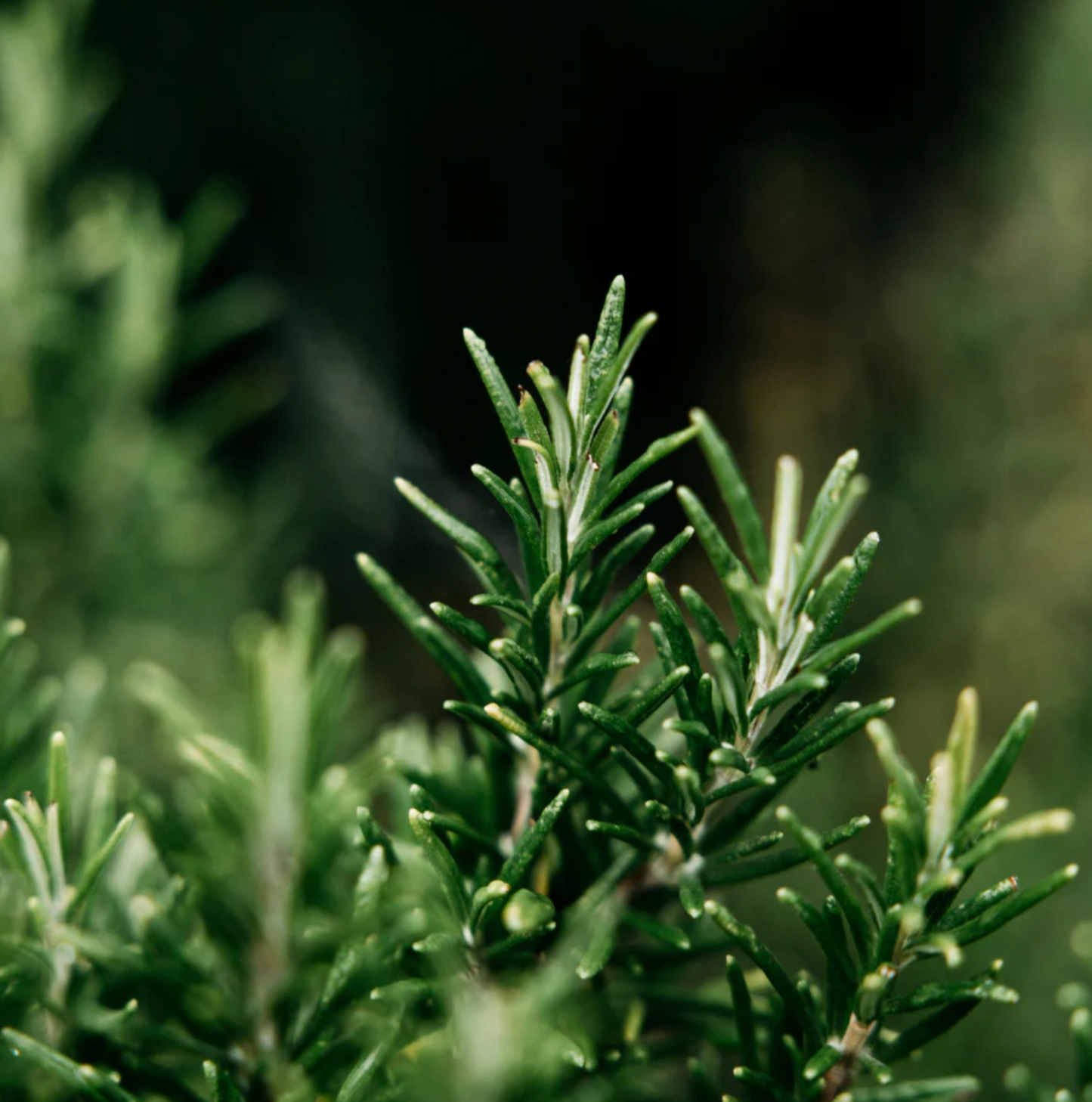 St Eval Bay & Rosemary Reed Diffuser