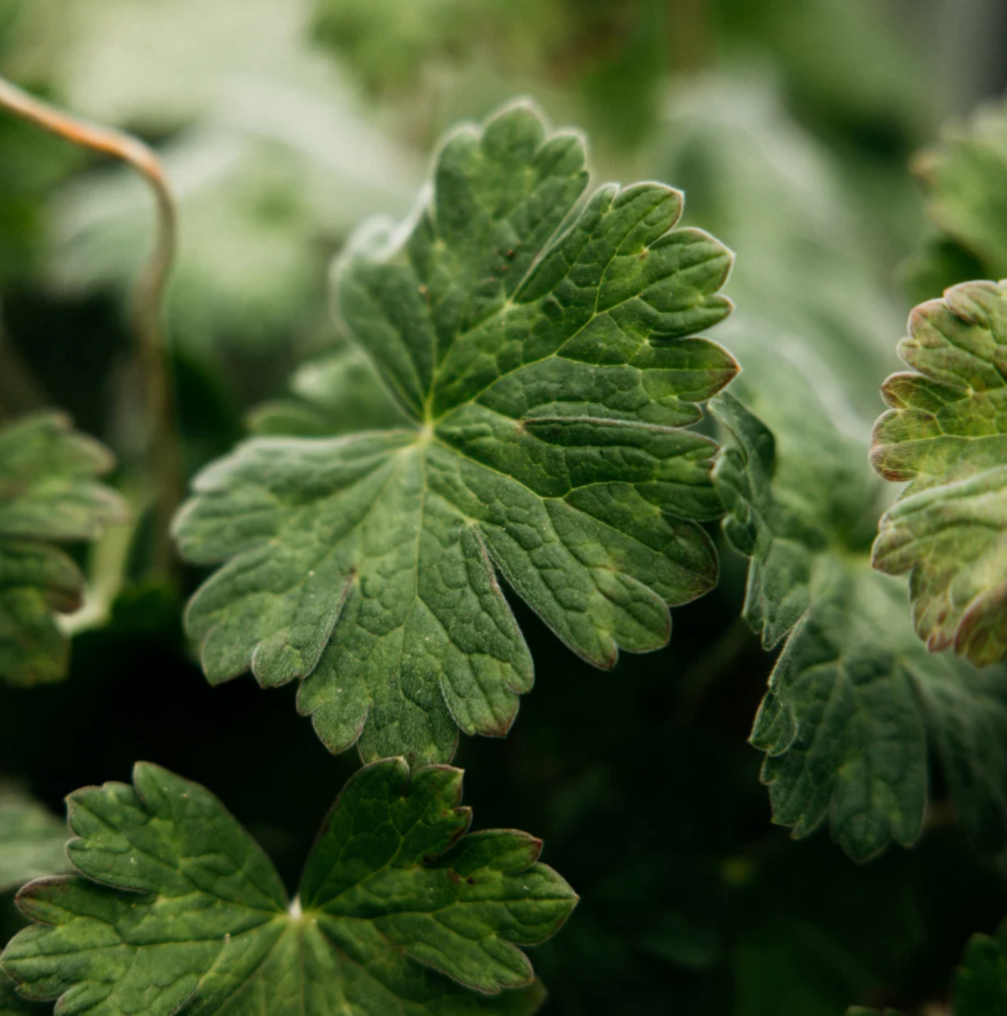 St Eval Geranium Scented Tealights