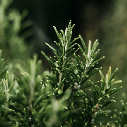 St Eval Bay & Rosemary Hand Lotion